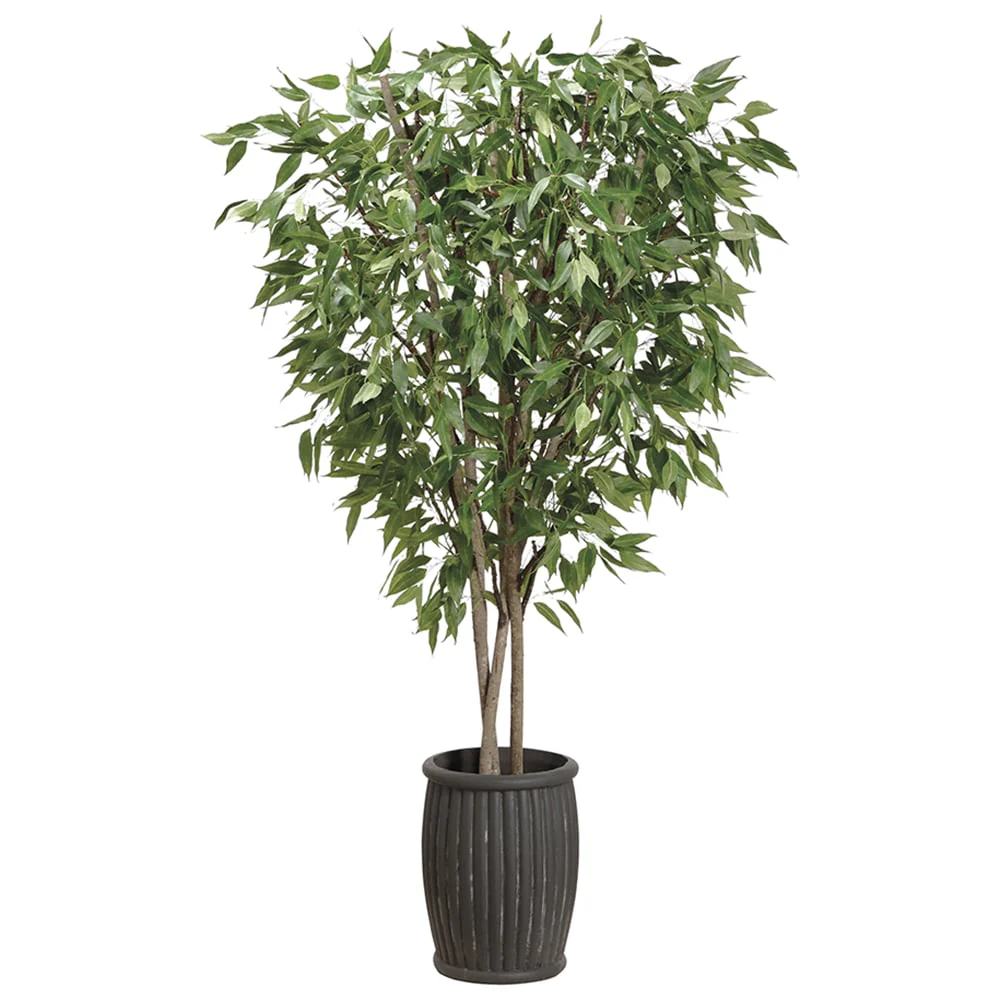 10' Eucalyptus Silk Tree w/Cement Planter -Green