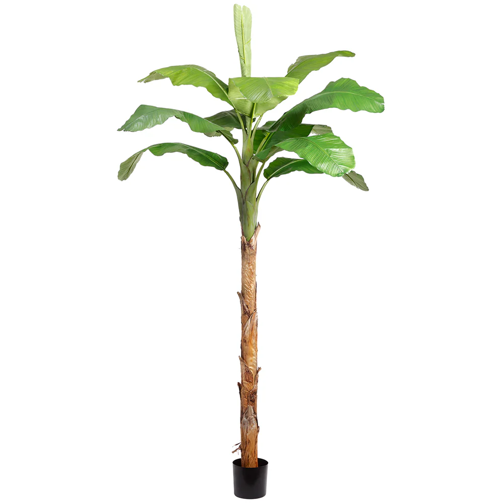 10' Royal Banana Silk Palm Tree w/Pot -Green