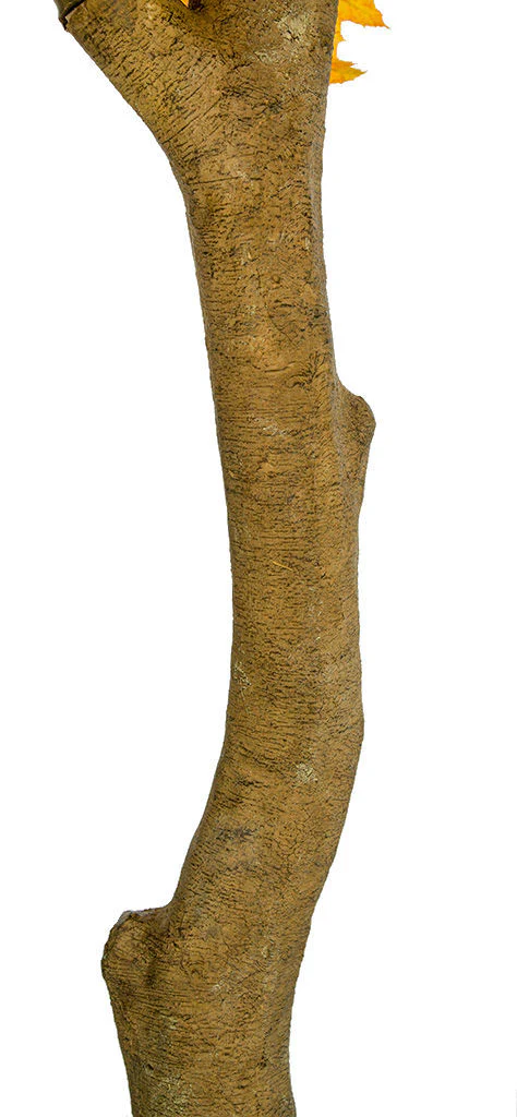 10'6" Large Silk Sugar Maple Tree w/Pot -2 Tone Green - Image 3