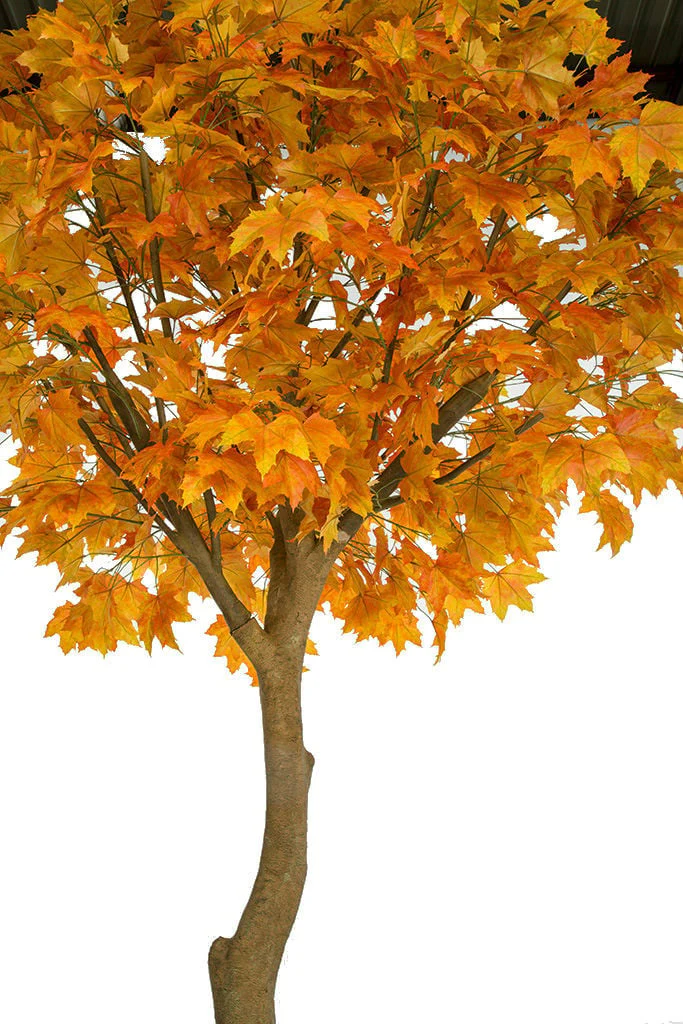 10'6" Large Silk Sugar Maple Tree w/Pot -Orange/Red - Image 2