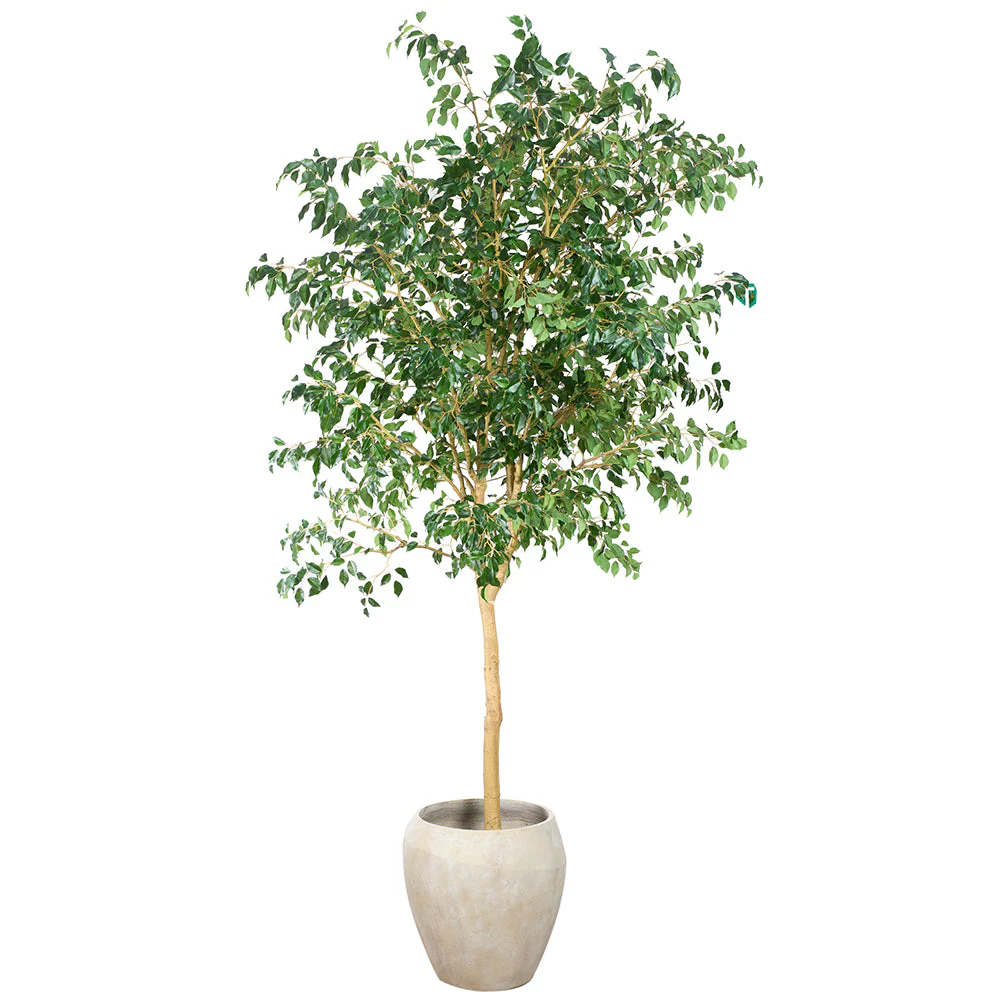 10'6"Hx48"W Ficus Benjamina Leaf Silk Tree w/Cement Planter -Green