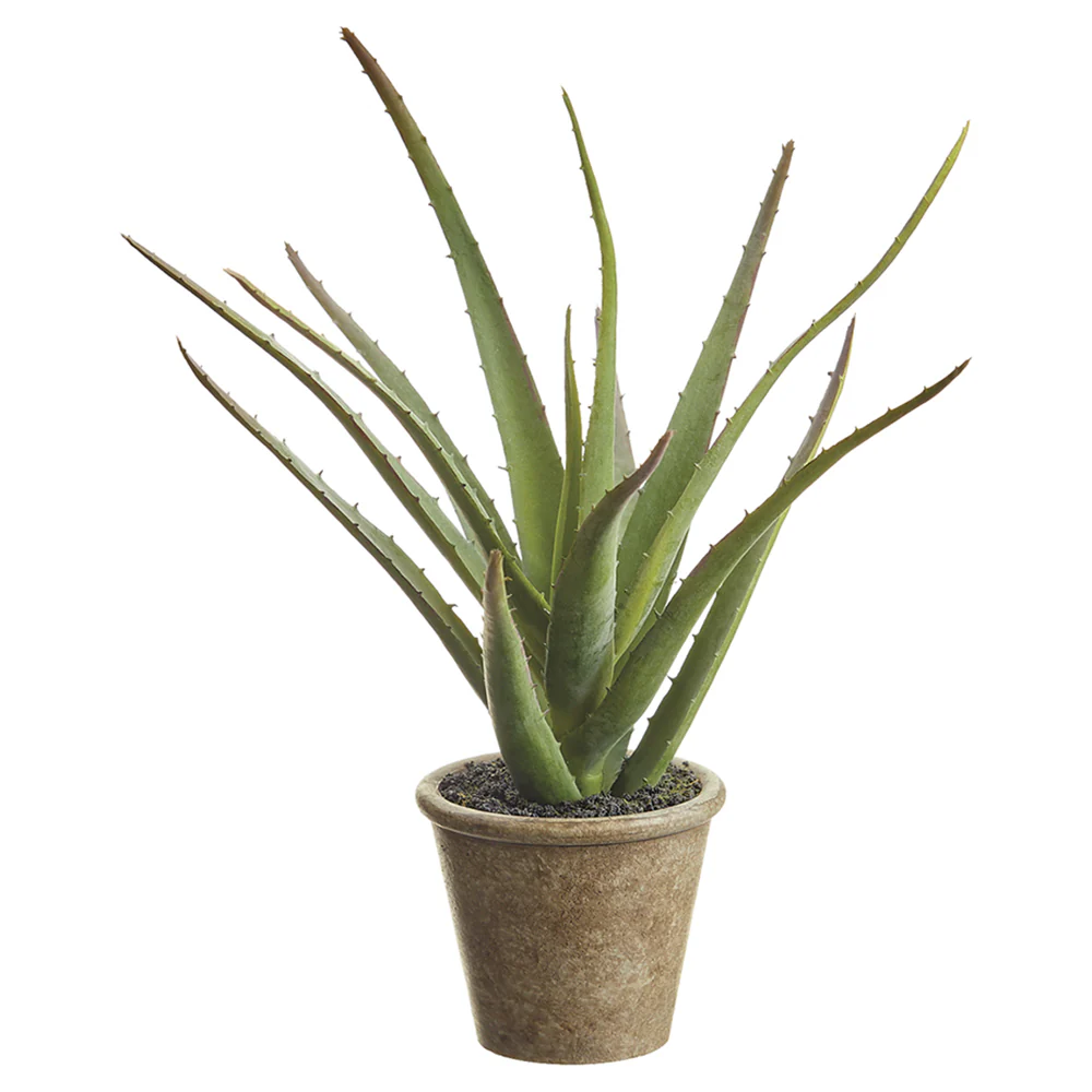 11" Soft-Touch Artificial Agave Plant w/Papier Mache Pot -Green (Pack of 12)