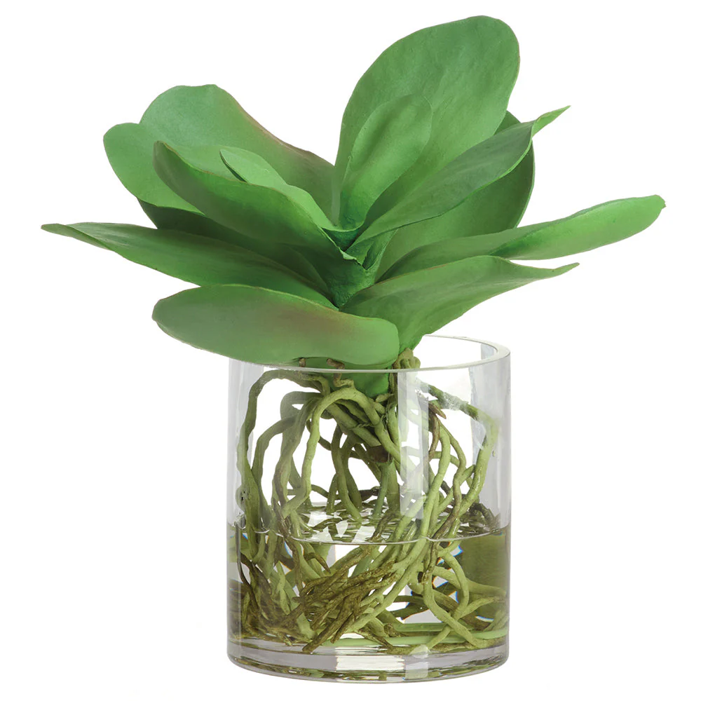 11"Hx9"W Kalanchoe With Roots Artificial Plant w/Glass Vase -Green