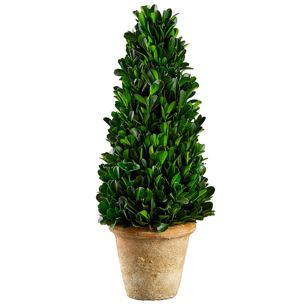 13.3" Preserved Boxwood Cone-Shaped Topiary w/Clay Pot -Green (Pack of 3)