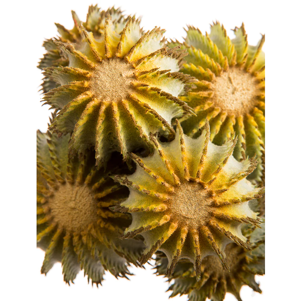 14" Barrel Cactus Artificial Stem -Green (Pack of 12) - Image 3