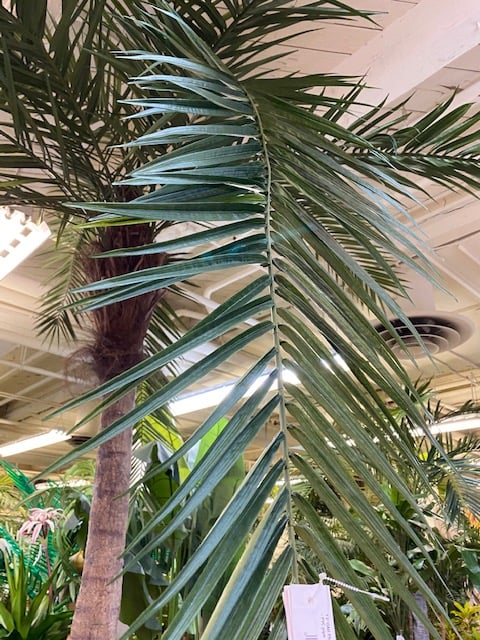 14' Curved Phoenix Silk Palm Tree w/Metal Base -Green - Image 5
