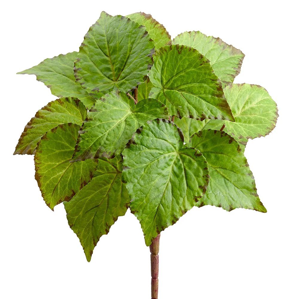 14" Silk Begonia Leaf Plant -Green (Pack of 12)