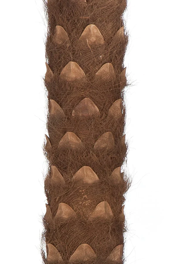 15' Coconut Silk Palm Tree w/Pot -Green - Image 3