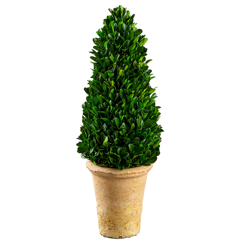 16.5" Preserved Boxwood Cone-Shaped Topiary w/Clay Pot -Green