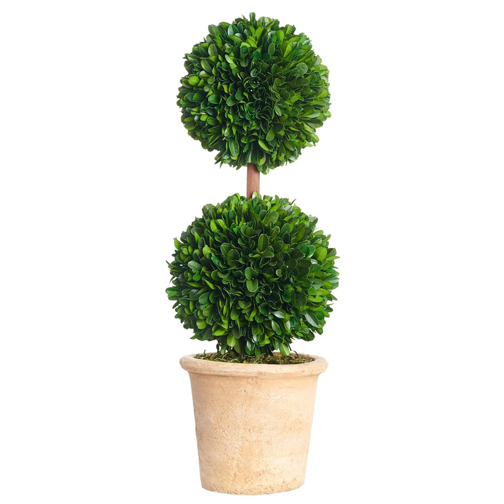 16.5" Preserved Boxwood Double Ball-Shaped Topiary Plant -Green