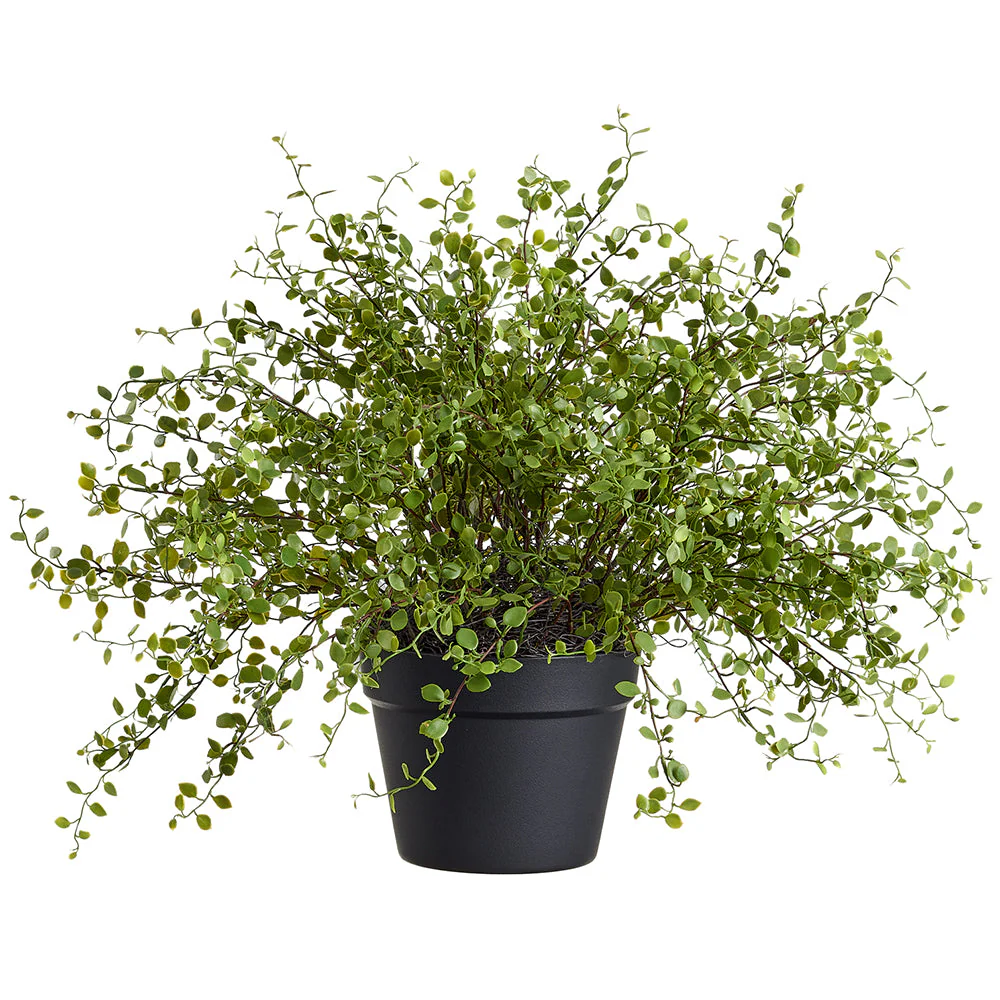 16" Muehlenbeckia Wire Silk Plant w/Plastic Pot -Green (Pack of 2)