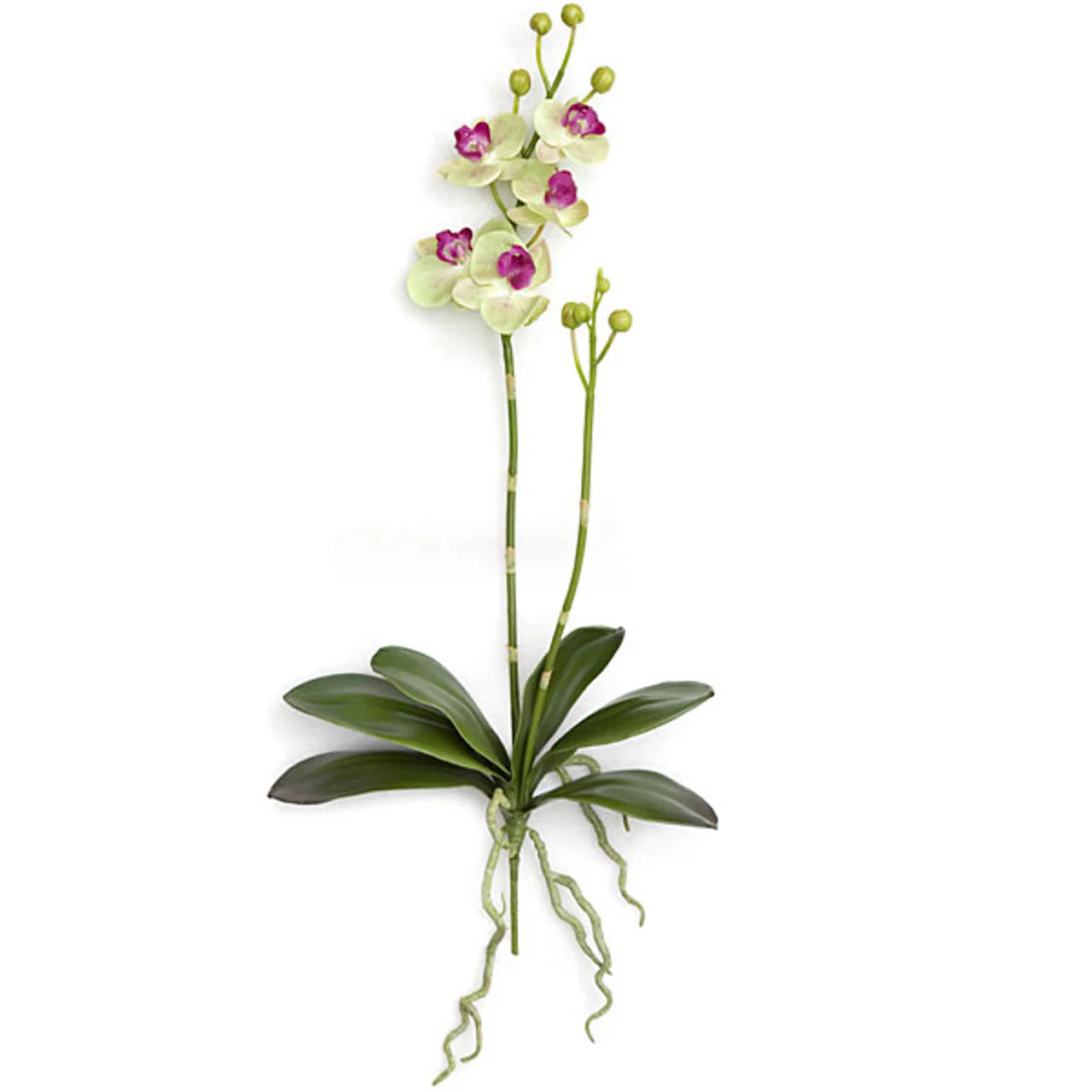 18" Phalaenopsis Orchid With Roots Silk Flower Stem -Cream/White (Pack of 4)