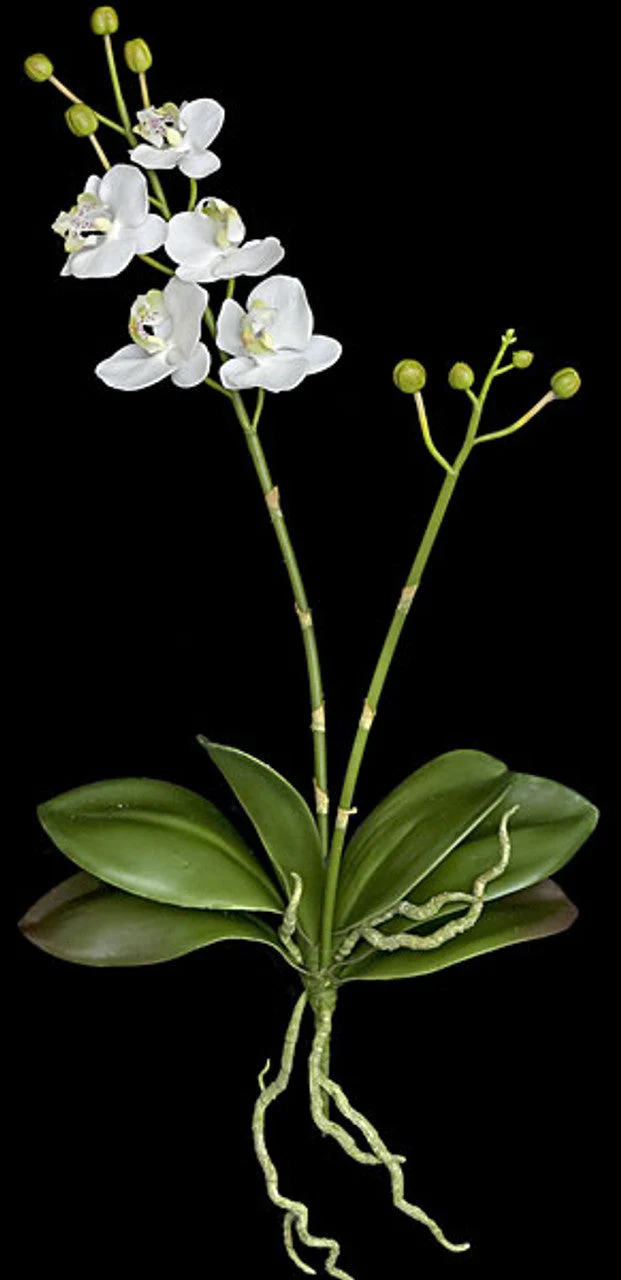18" Phalaenopsis Orchid With Roots Silk Flower Stem -Cream/White (Pack of 4) - Image 2