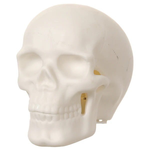 2.9" Battery Operated Halloween Skull With Light -Cream (Pack of 6) - Image 3