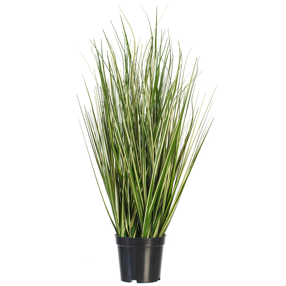 2' Outdoor UV-Resistant Artificial Evergold Grass Plant w/Pot -Green/Cream (Pack of 2)
