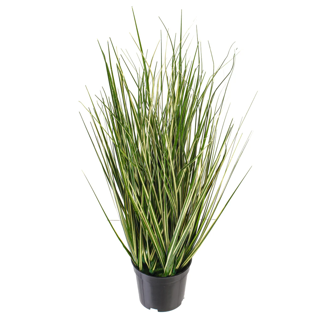 2' Outdoor UV-Resistant Artificial Evergold Grass Plant w/Pot -Green/Cream (Pack of 2) - Image 3