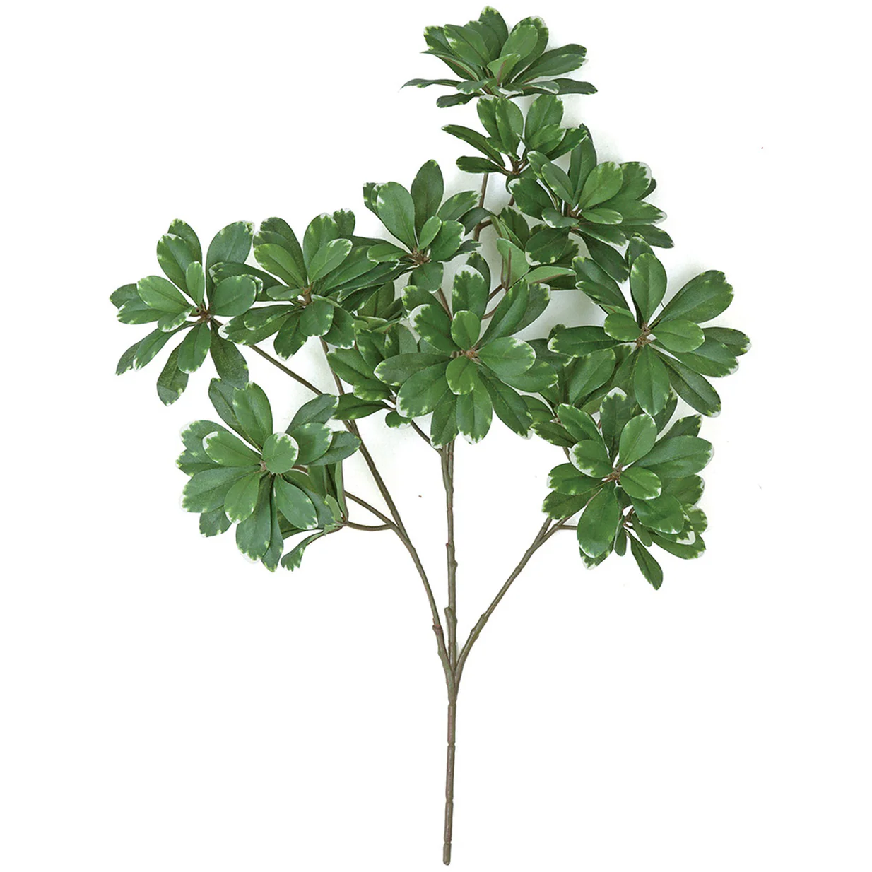 20" IFR Artificial Variegated Pittosporum Stem -Green/Cream (Pack of 12)