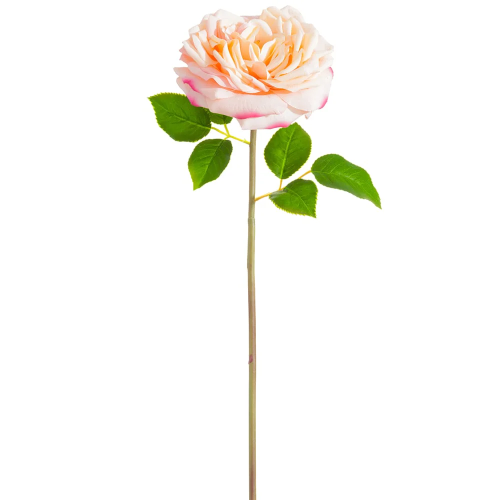 20" Silk Open Cabbage Rose Flower Stem -2 Tone Pink (Pack of 12)