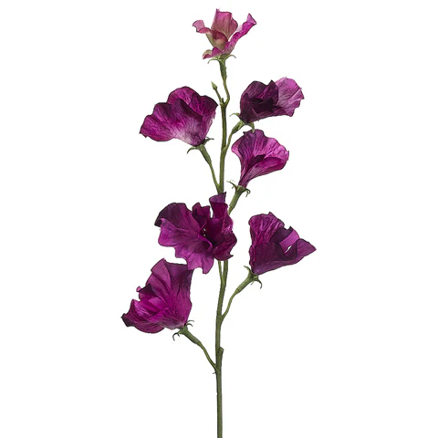 22" Silk Sweet Pea Flower Spray -Dark Orchid (Pack of 12)