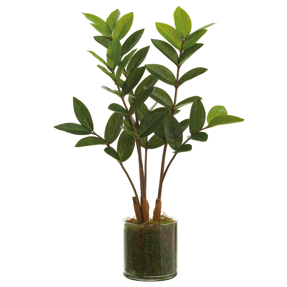 22" Zanzibar Gem Zamioculcas Succulent Artificial Plant w/Clear Plastic Pot -Green (Pack of 3)