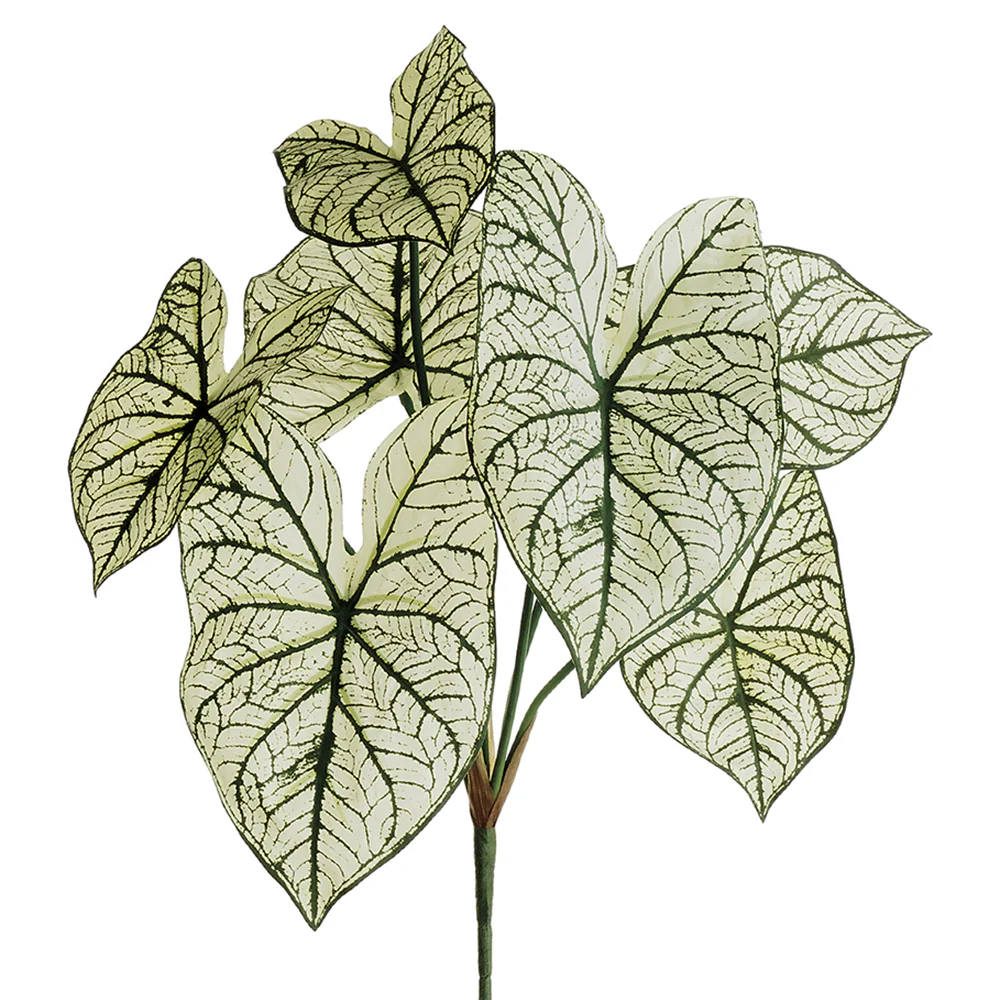 23" Caladium Silk Plant -2 Tone Green (Pack of 12)