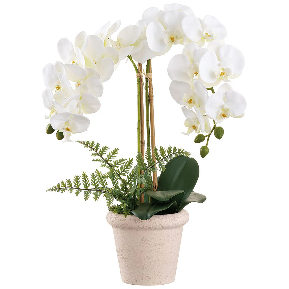 24" Phalaenopsis Orchid Silk Flower Arrangement w/Terra Cotta Pot -White/Green