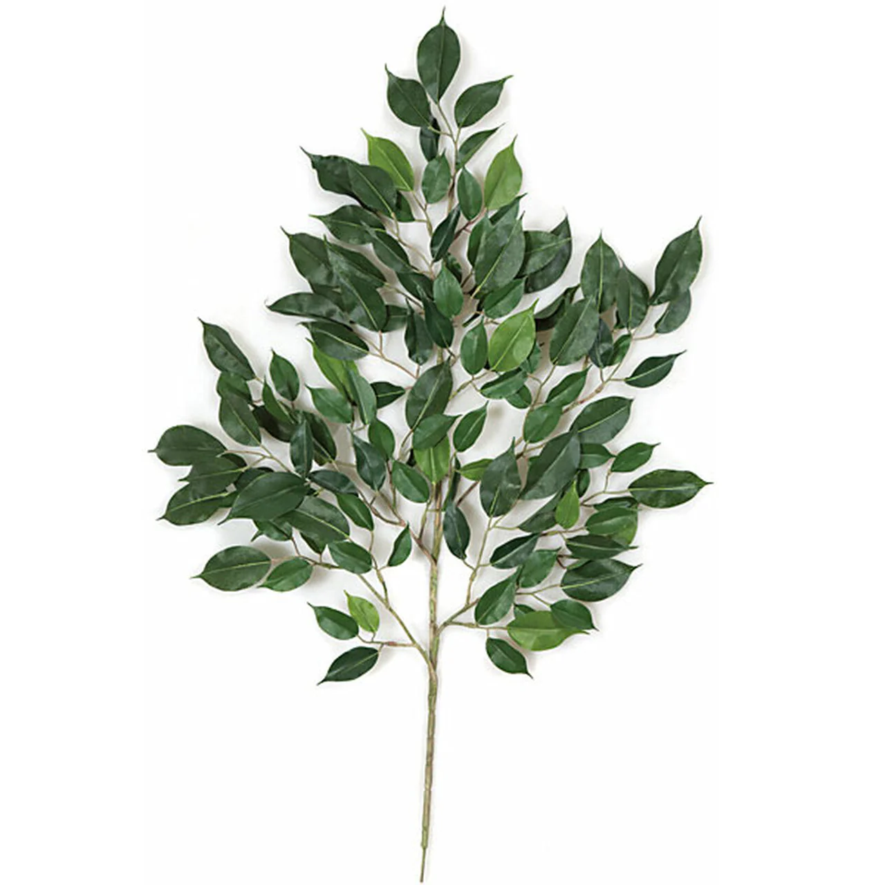 24" Silk Nitida Ficus Leaf Stem -2 Tone Green (Pack of 12)