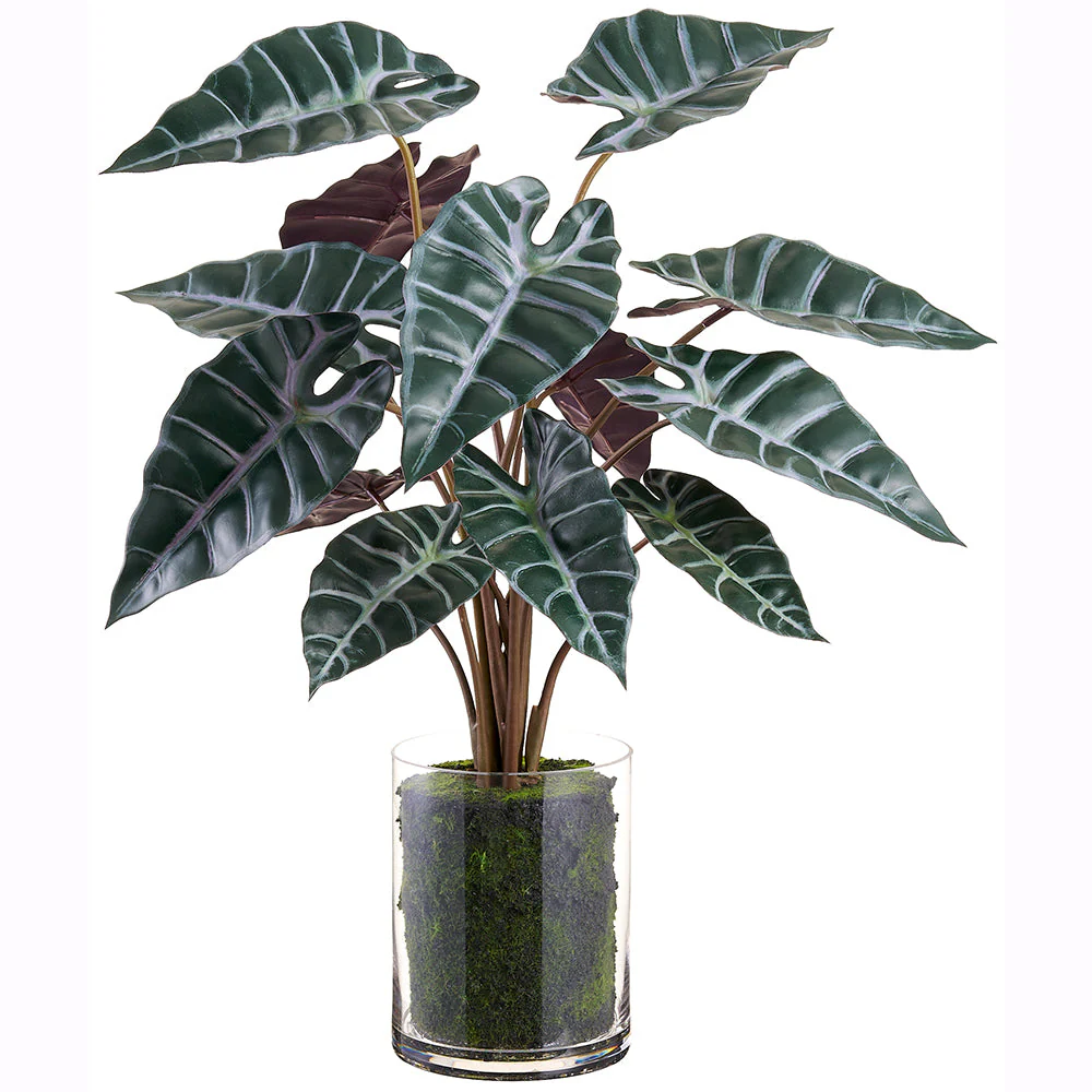 25" Alocasia Leaf Silk Plant w/Glass Vase -2 Tone Green (Pack of 2)
