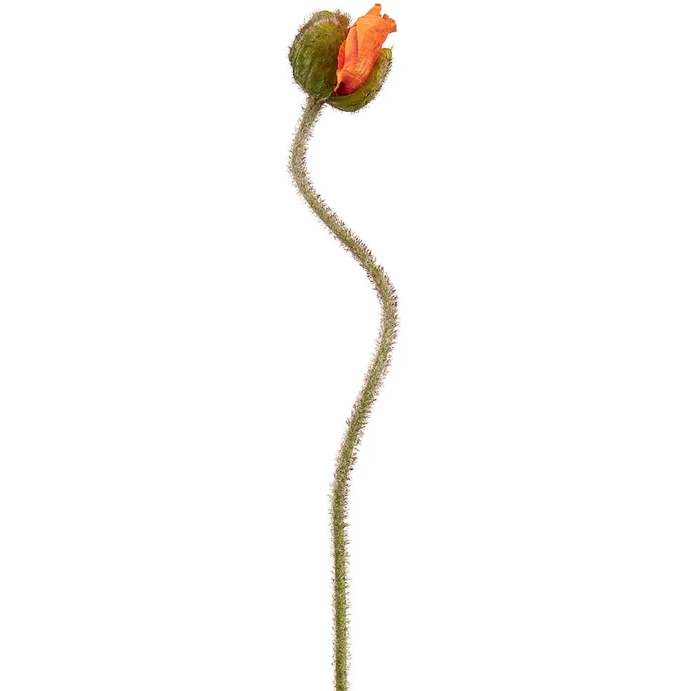 27" Poppy Bud Silk Flower Stem -Orange (Pack of 24)