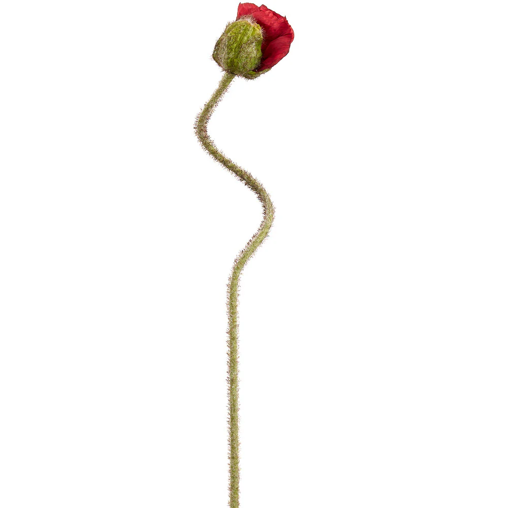 27" Poppy Bud Silk Flower Stem -Red (Pack of 24)