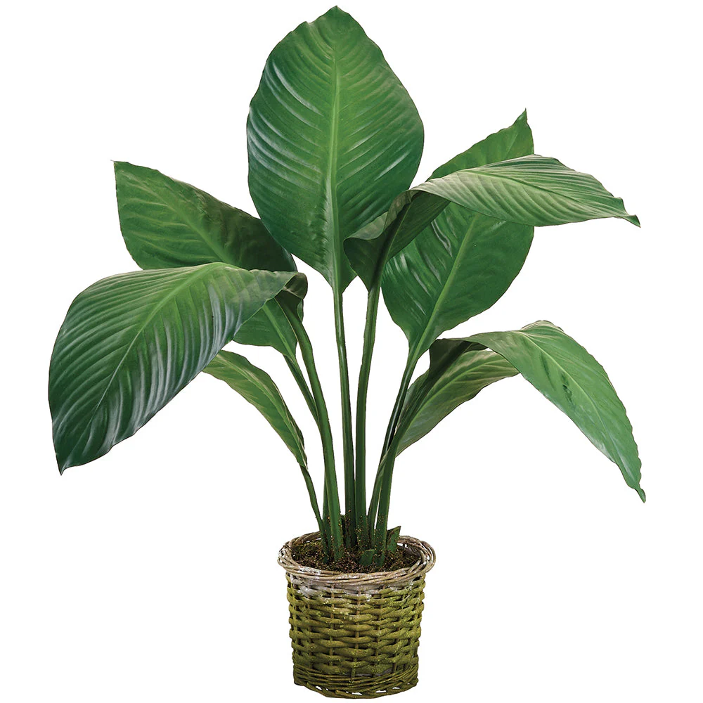 28" Peace Lily Spathiphyllum Leaf Silk Plant w/Basket -Green (Pack of 2)