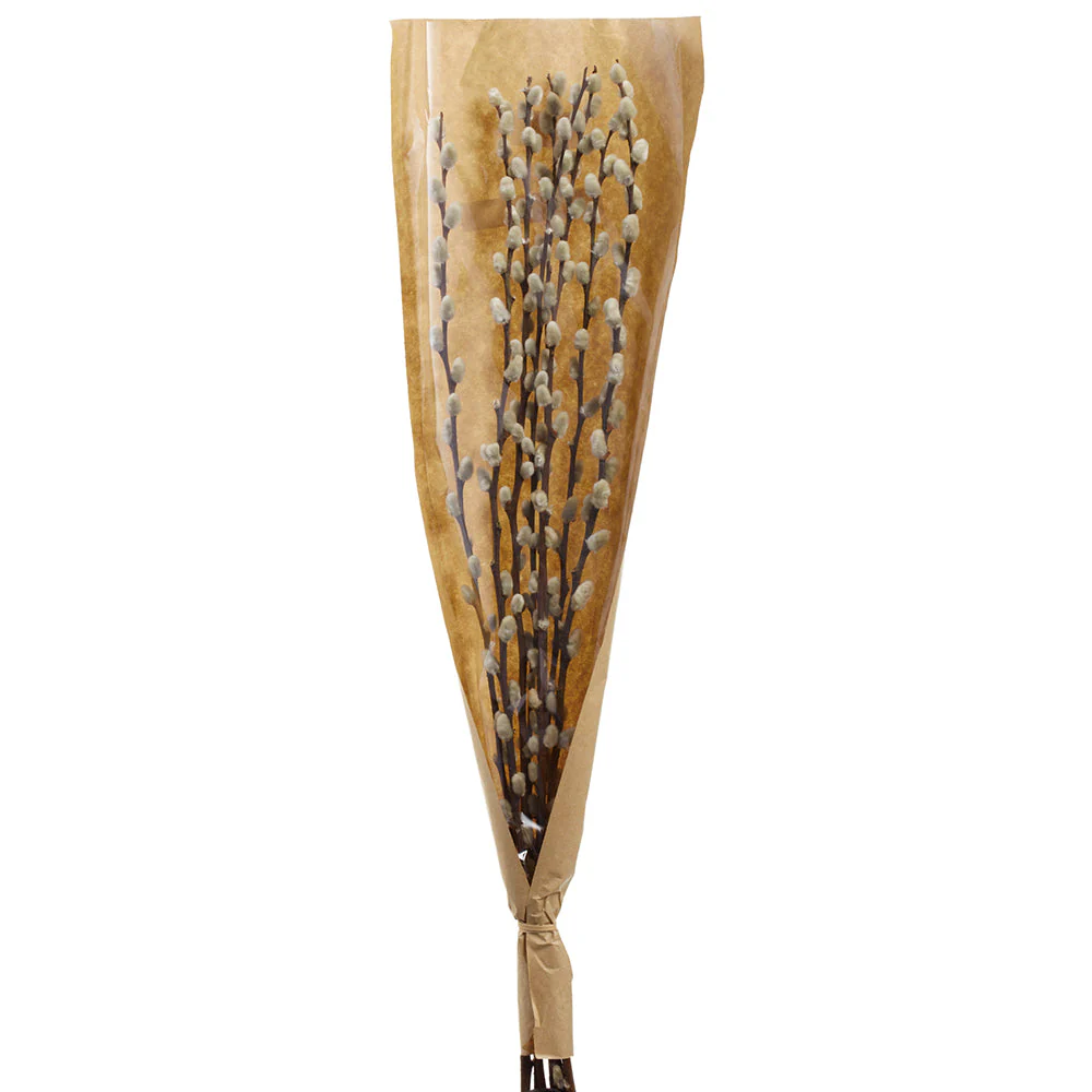 29.5" Preserved Pussy Willow Blossom Wrapped Stem Bundle -Natural (Pack of 24)
