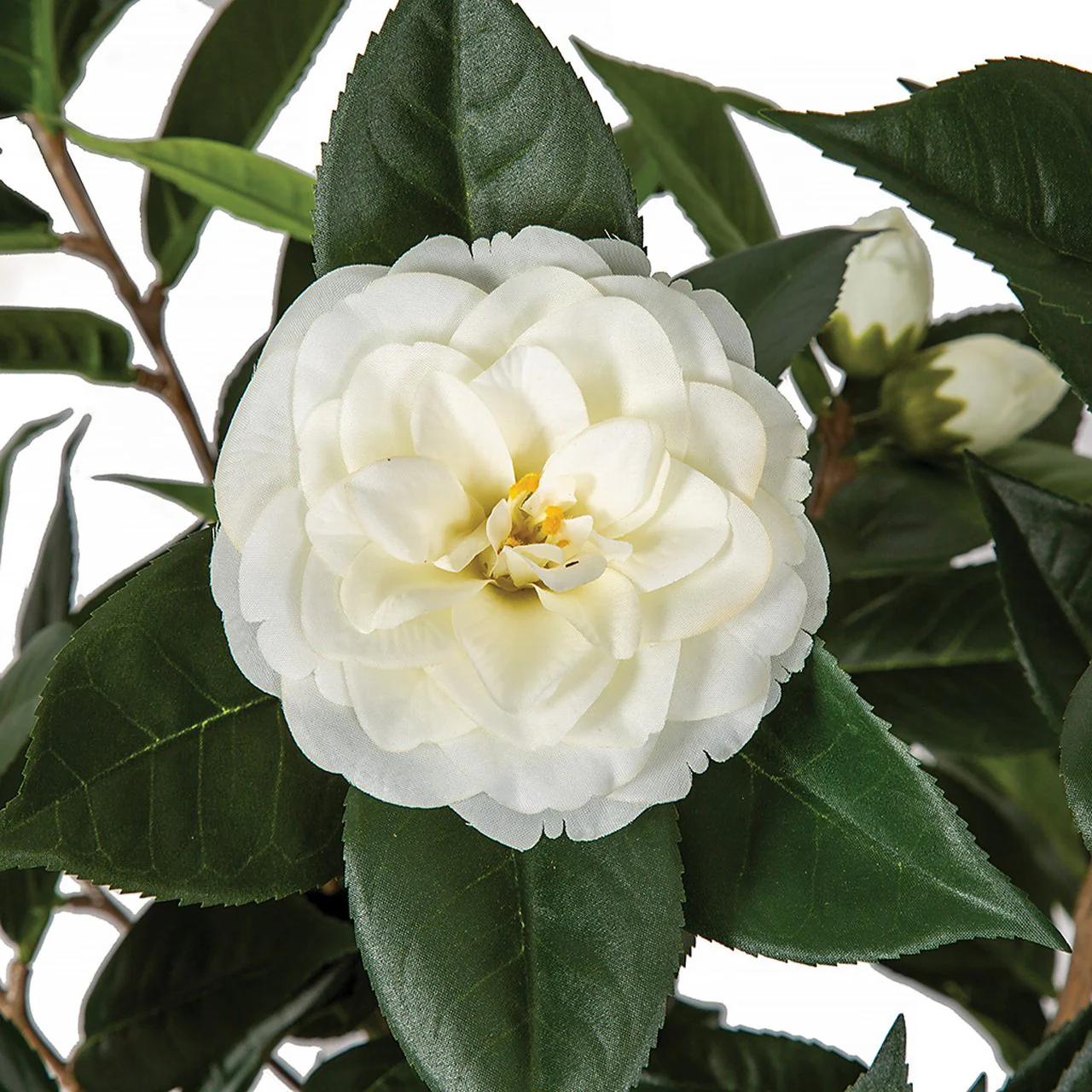 3' Flowering Camellia Silk Tree w/Pot -Cream (Pack of 2) (Open Box) - Image 2