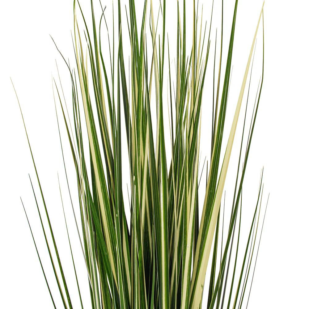 3' Outdoor UV-Resistant Artificial Evergold Grass Plant w/Pot -Green/Cream (Pack of 2) - Image 4
