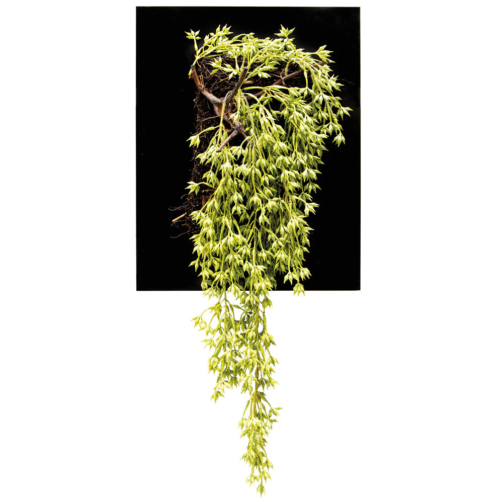 30" Artificial Hanging Sedum Plant w/Wall Piece -Light Green