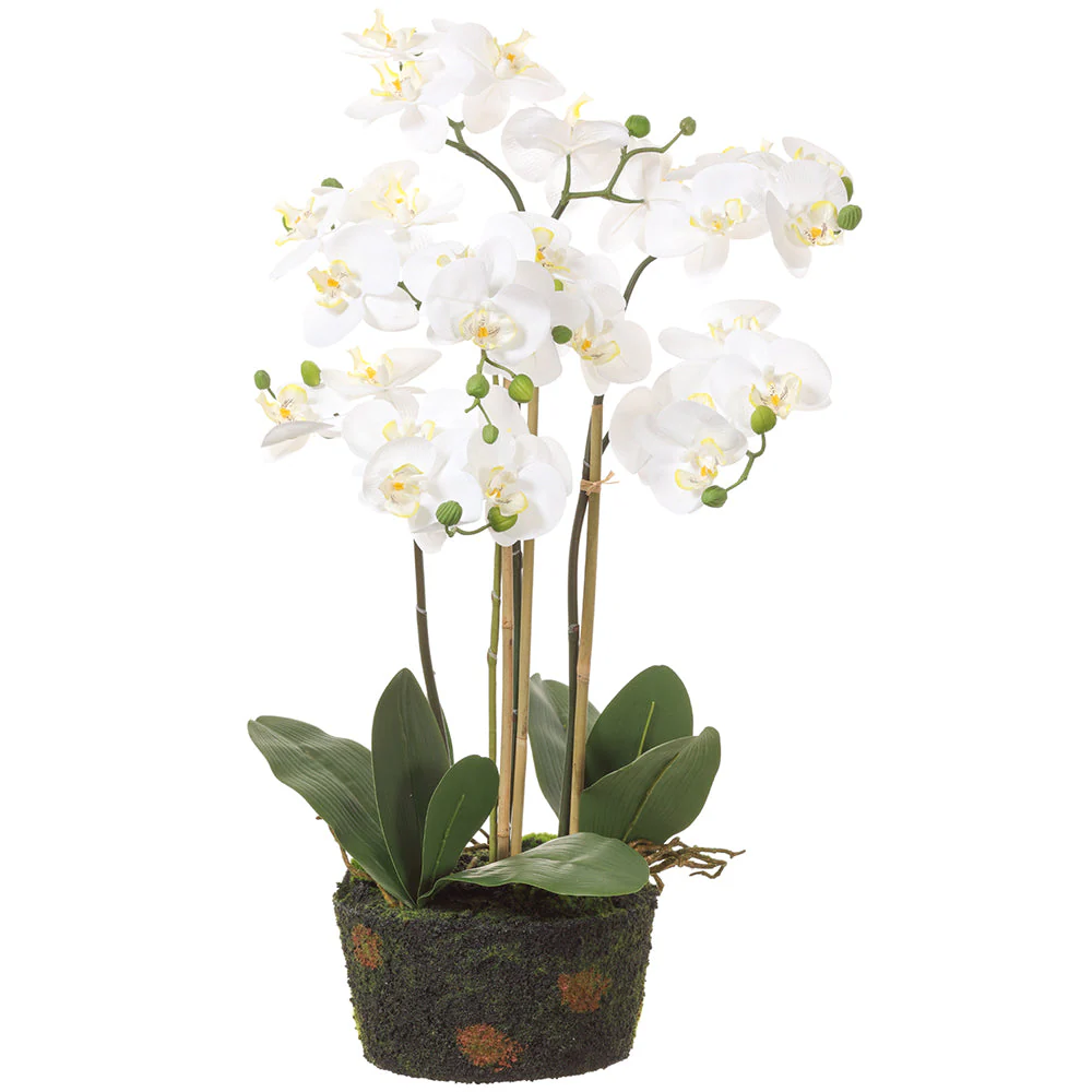 31" Phalaenopsis Orchid Silk Flower Arrangement w/Soil & Moss Base -White (Pack of 2)