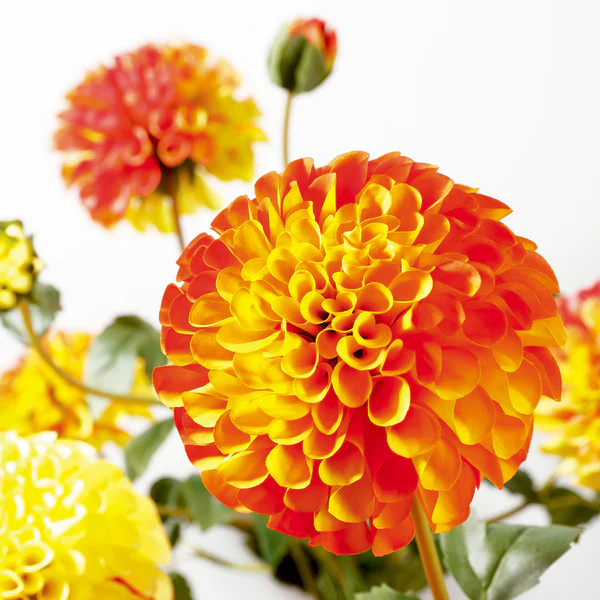 31" Silk Dahlia Flower Stem -Orange/Yellow (Pack of 12) - Image 2