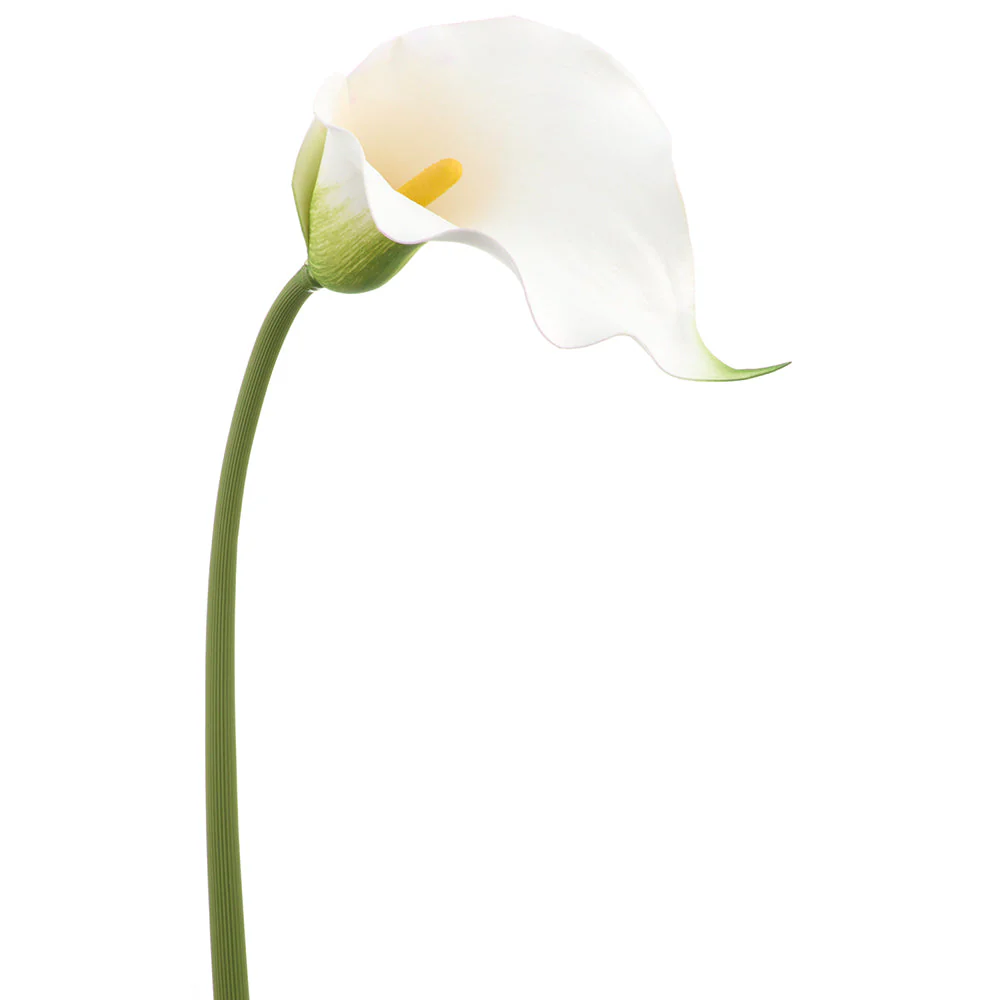 32" Calla Lily Silk Flower Stem -White/Green (Pack of 12)