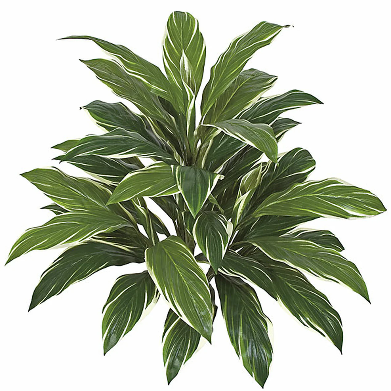 32" Cordyline Silk Plant -Green/White (Pack of 6)