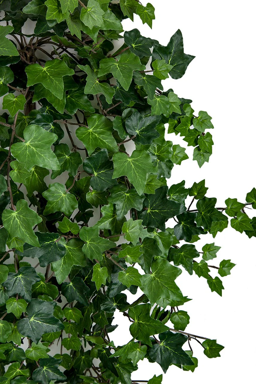 32" IFR Curly Ivy Artificial Hanging Plant -428 Leaves -Green (Pack of 6) - Image 2