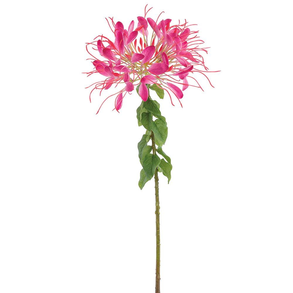 33.5" Cleome Spinosa Spiny Spiderflower Silk Flower Stem -Boysenberry (Pack of 12)
