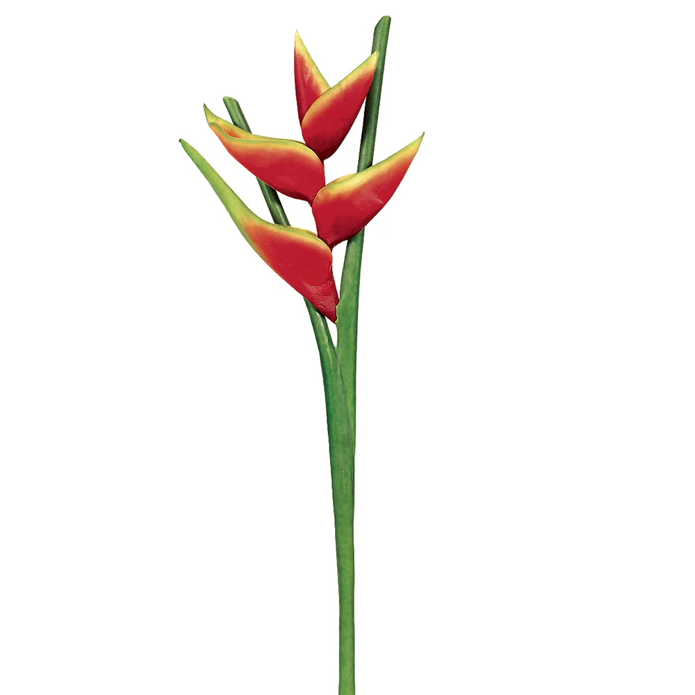 34" Hand-Wrapped Hawaiian Heliconia Silk Flower Stem -Red (Pack of 6)