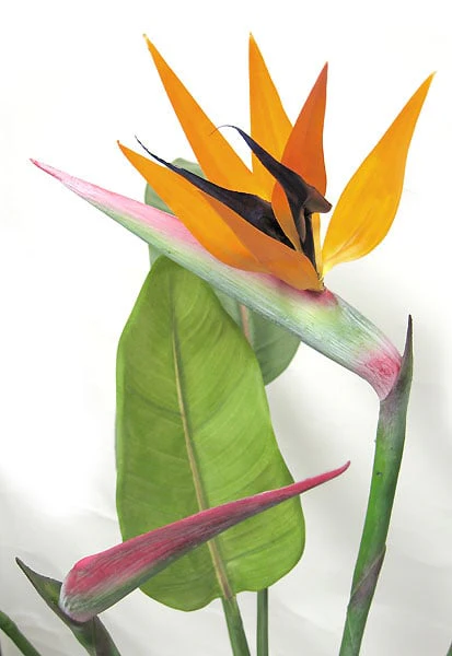 36" Bird Of Paradise Silk Plant w/Pot -Orange/Green - Image 2