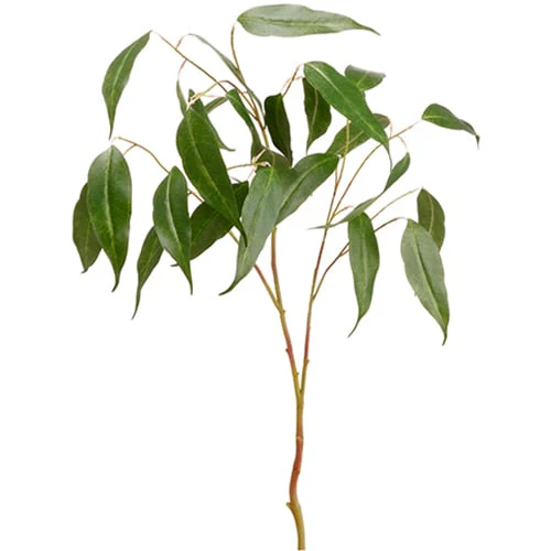 36" Eucalyptus Silk Stem -Green (Pack of 12)