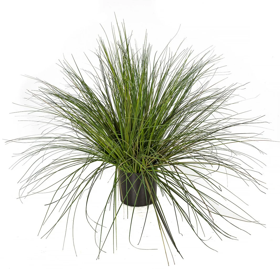 36" IFR PVC Onion Grass Artificial Plant w/Pot -2 Tone Green