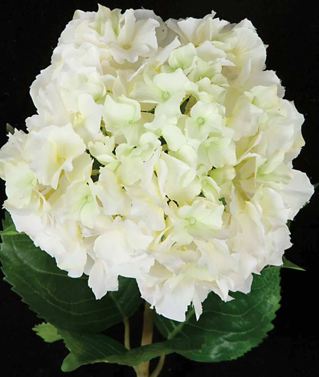 37" Faux Hydrangea Flower Stem -Cream/White (Pack of 6) - Image 2