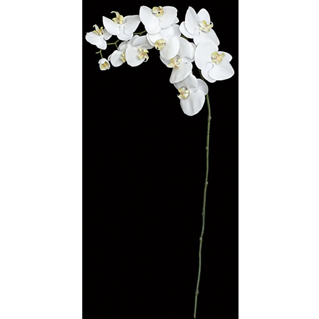 38" Silk Phalaenopsis Orchid Flower Stem -White/Cream (Pack of 4)