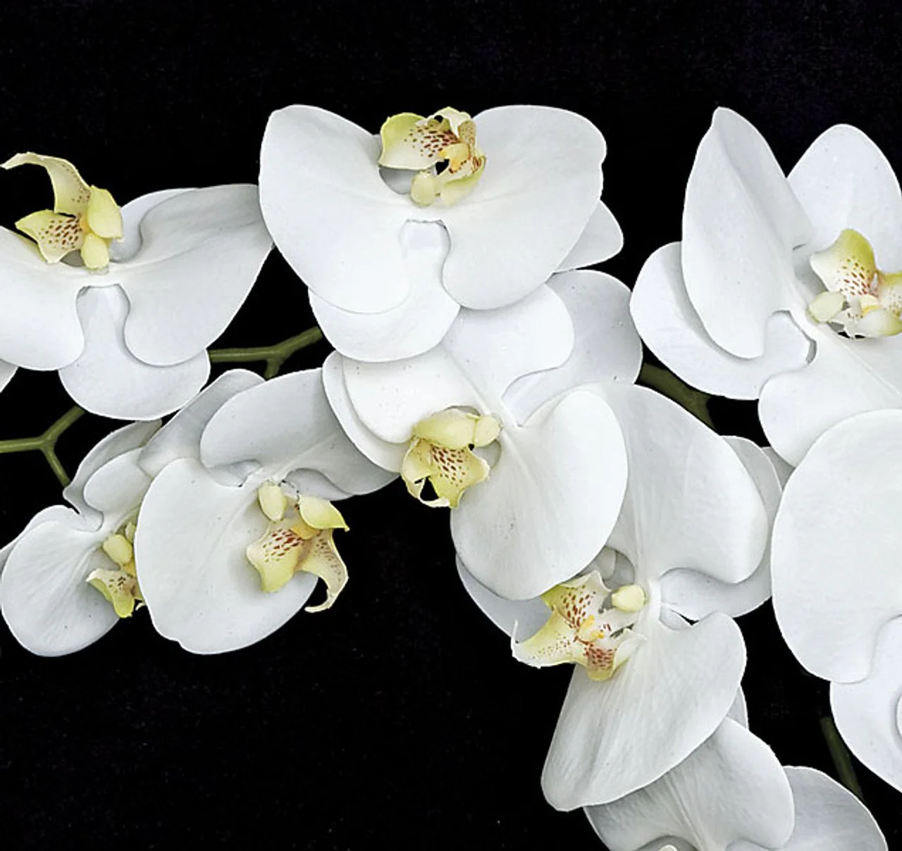 38" Silk Phalaenopsis Orchid Flower Stem -White/Cream (Pack of 4) - Image 2