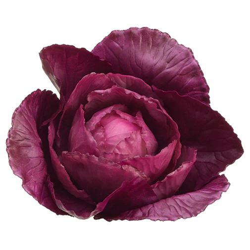 4" Artificial Cabbage -Purple (Pack of 12)