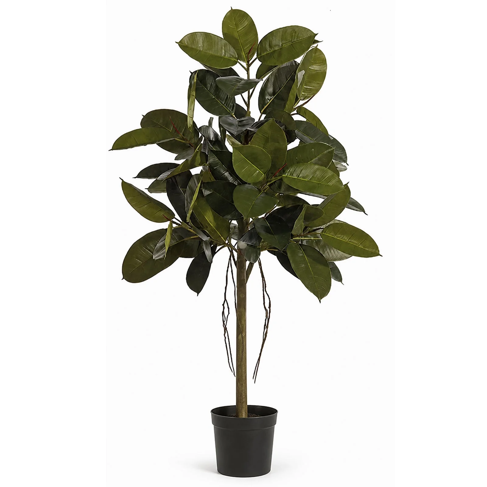 4' Rubber Leaf Silk Tree w/Pot -Green